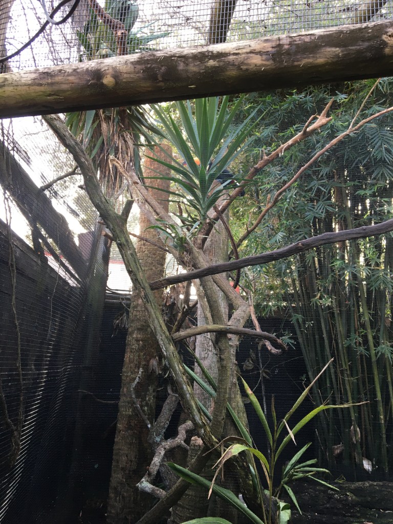 A lush, green environment featuring various trees and plants, with a netted enclosure in the background.