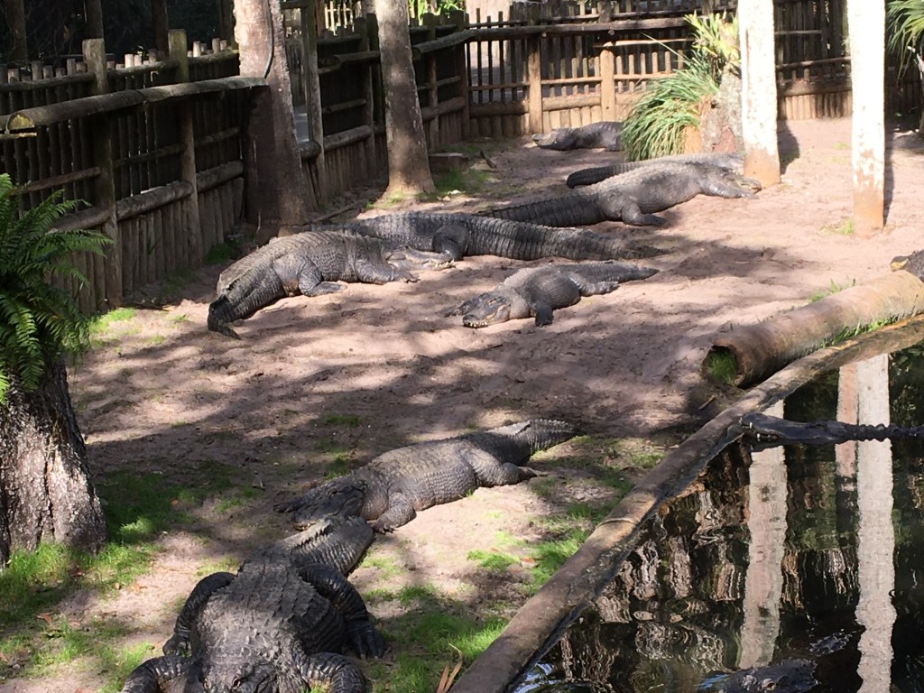 Several crocodiles lounging on a sunny path beside a pond in a natural habitat setting.