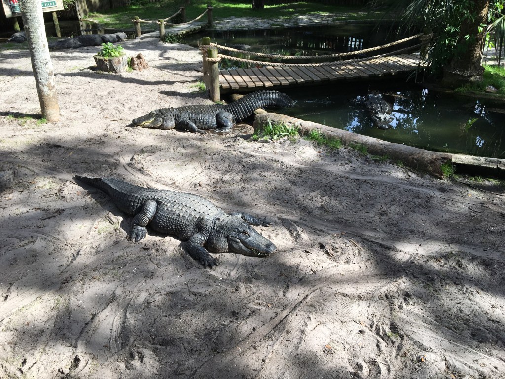 A crocodile resting on sandy ground near a pond with another crocodile in the background and a wooden bridge crossing over the water.