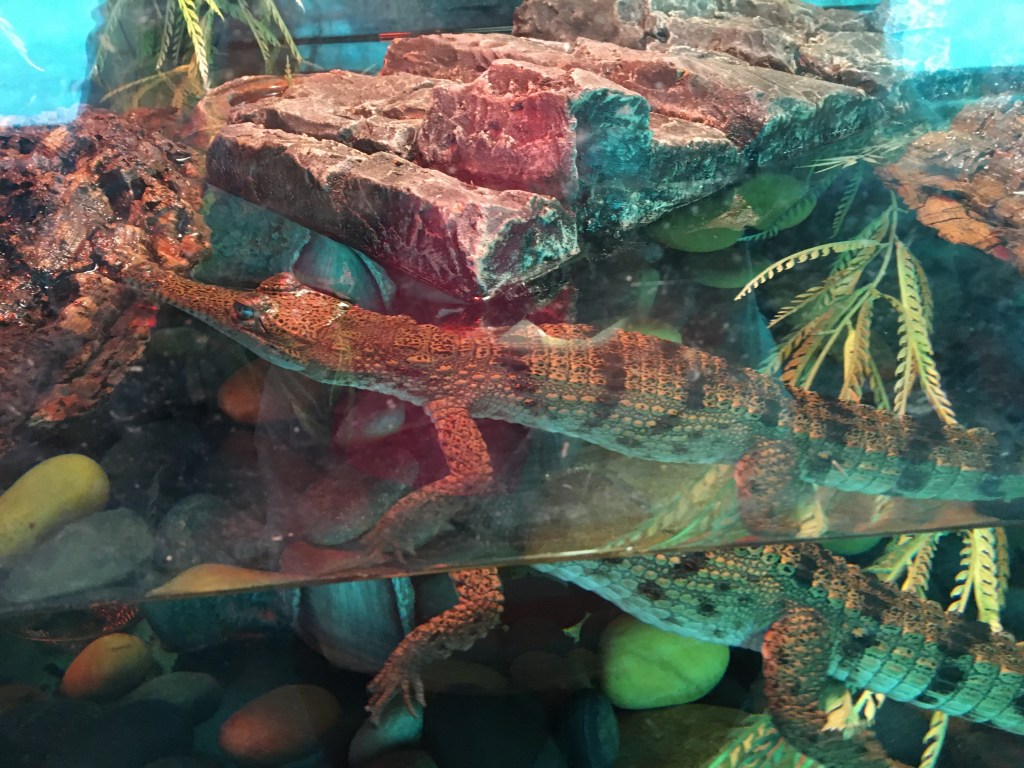 A close-up view of a crocodile in an aquarium, resting on rocks and surrounded by water and colorful pebbles.